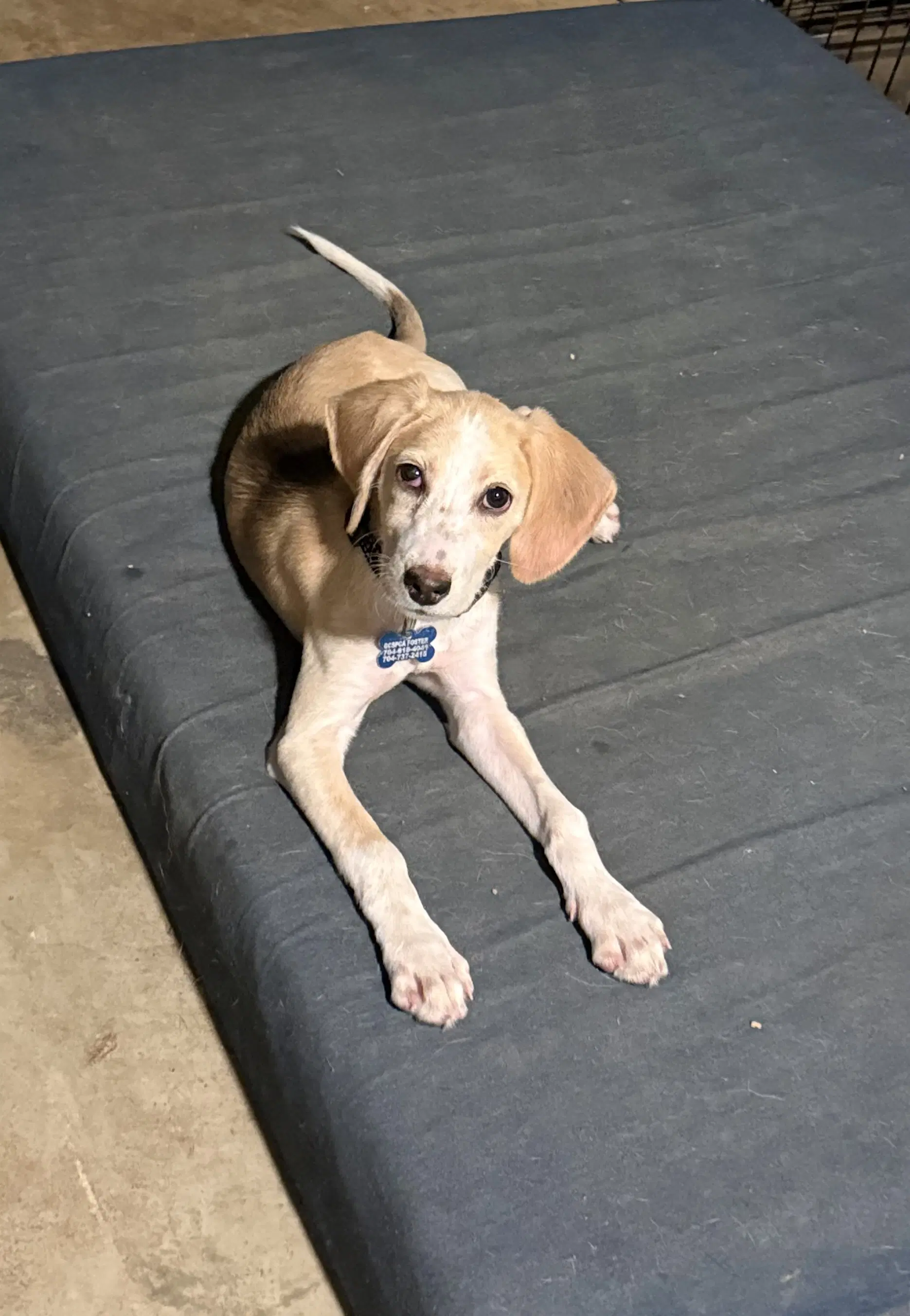 Marigold - Beagle