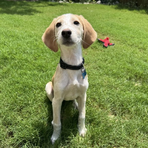 picture of the dog needing adoption