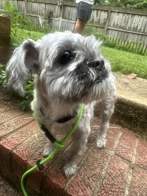 picture of the dog needing adoption