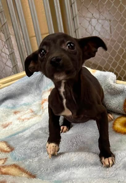 picture of the dog needing adoption