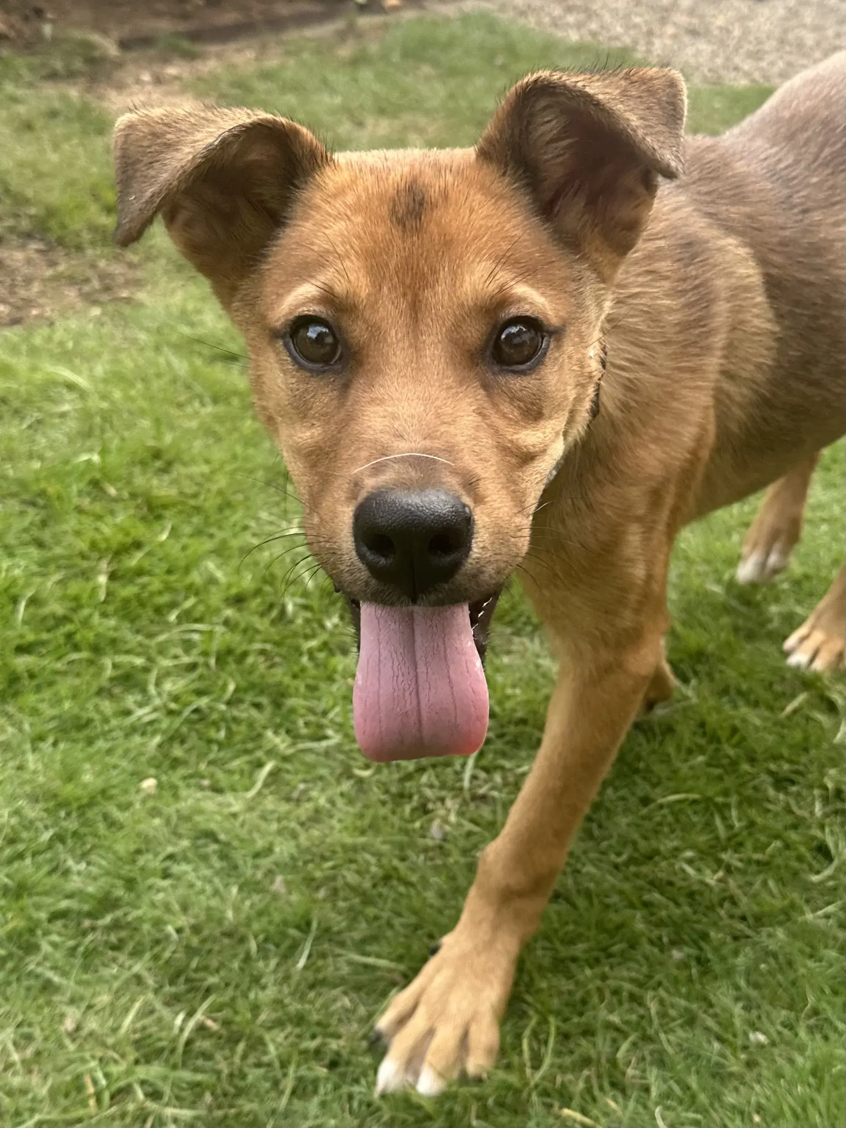 Pluto - Shepherd
