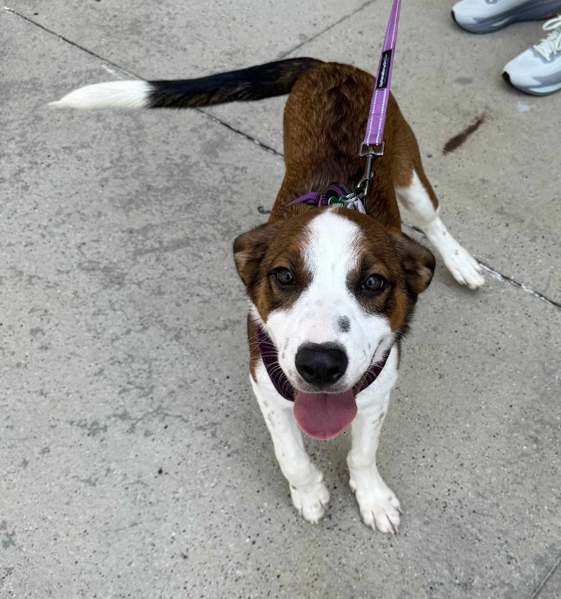 Augustus - Australian Cattle Dog