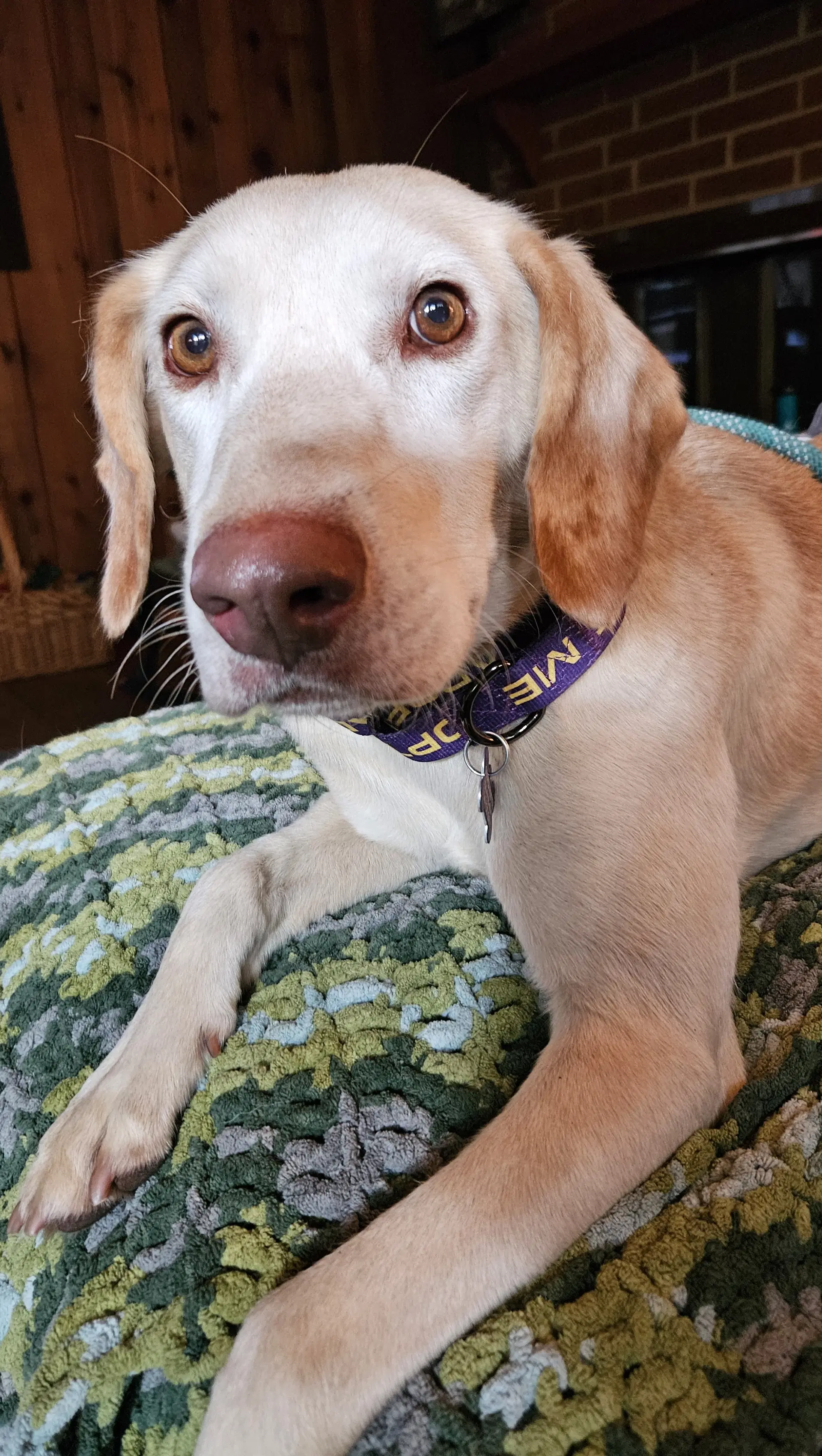 Alpine - Labrador Retriever