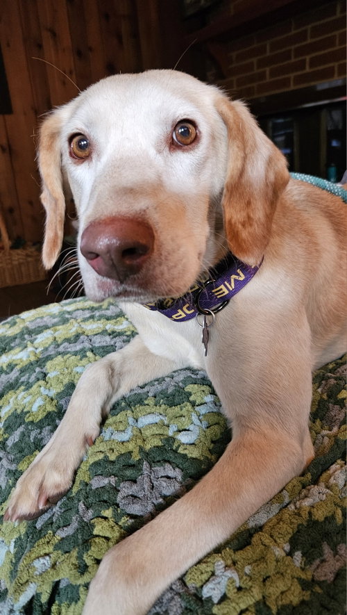 picture of the dog needing adoption