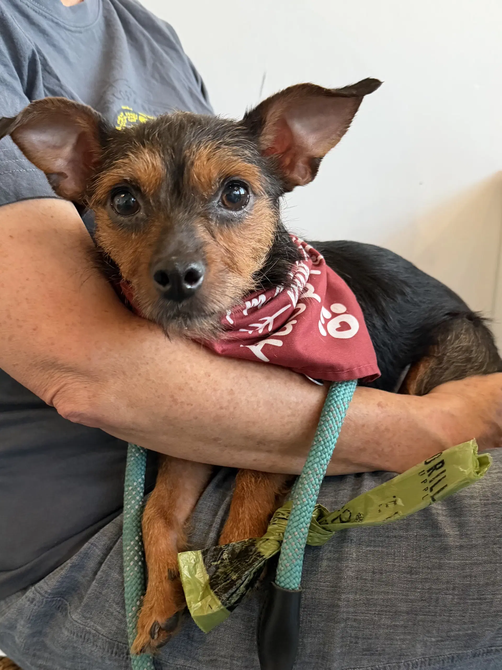 Pebbles - Chihuahua