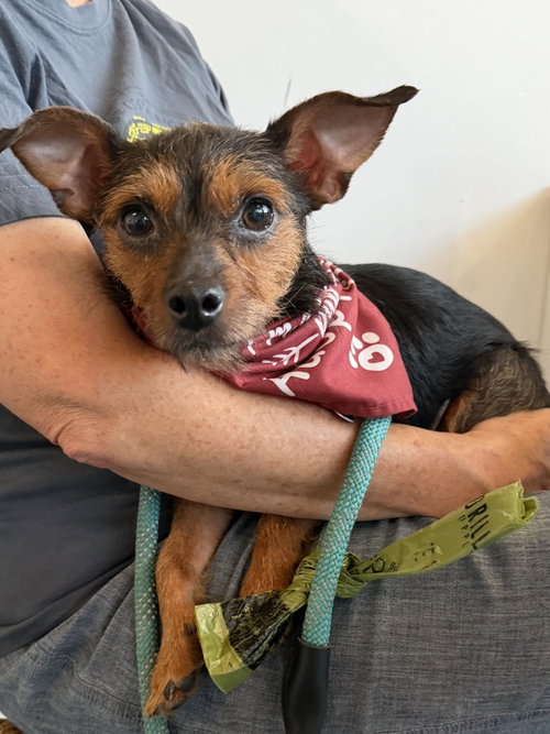 picture of the dog needing adoption