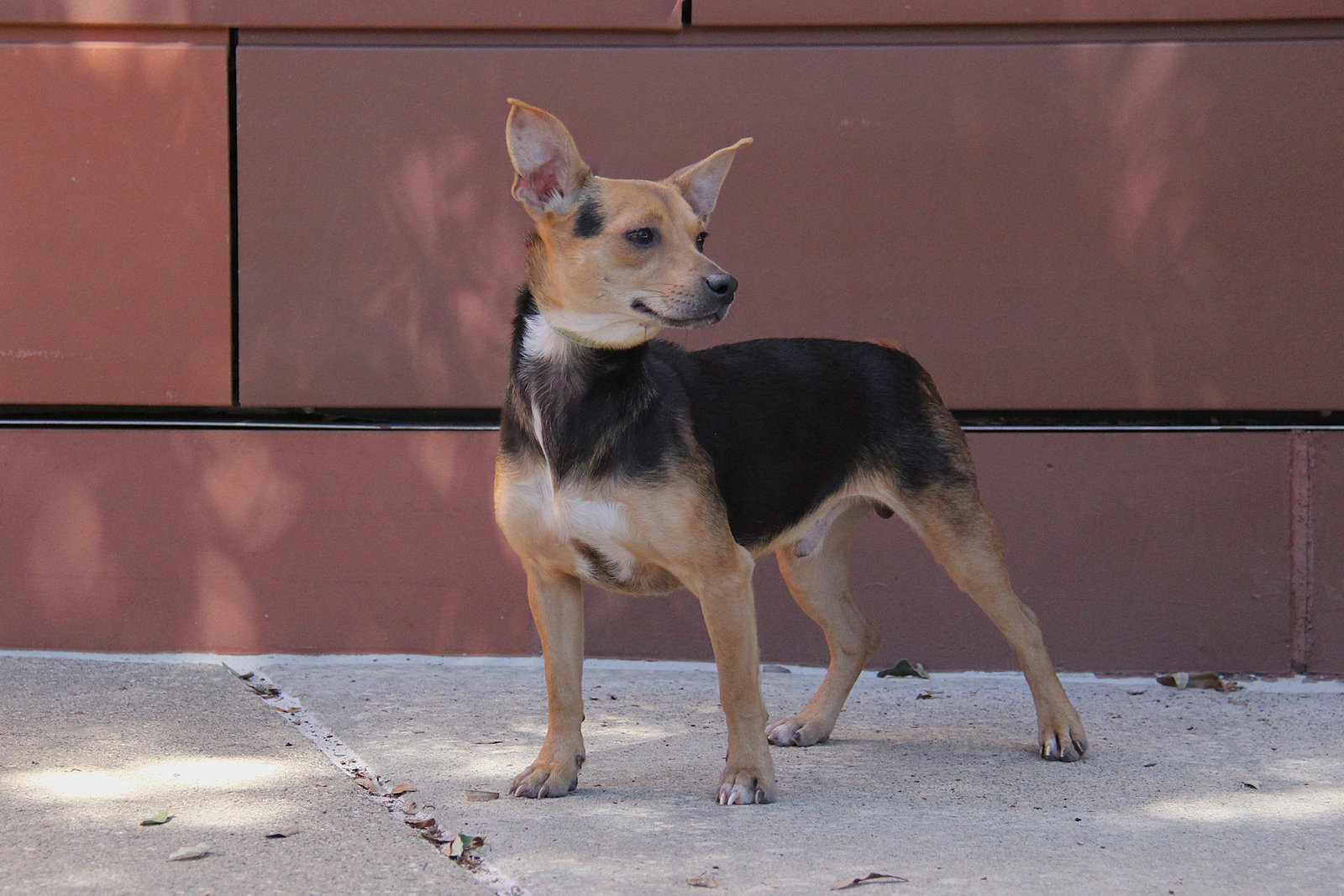 Pilar, Chihuahua