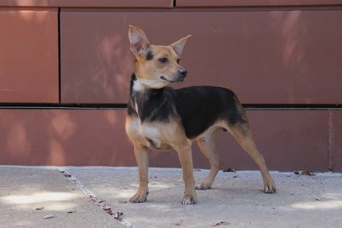 Pilar, a dog for adoption from Greater Charlotte SPCA