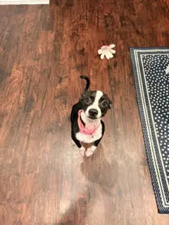 Mackenzie - Chihuahua