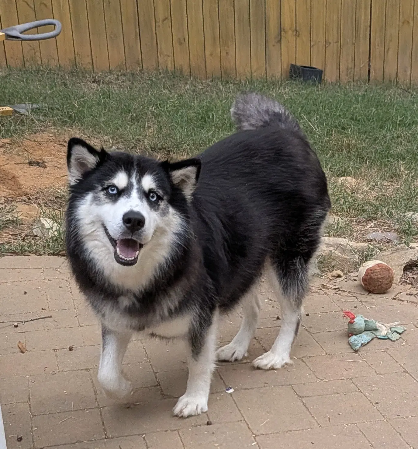Sandra - Siberian Husky