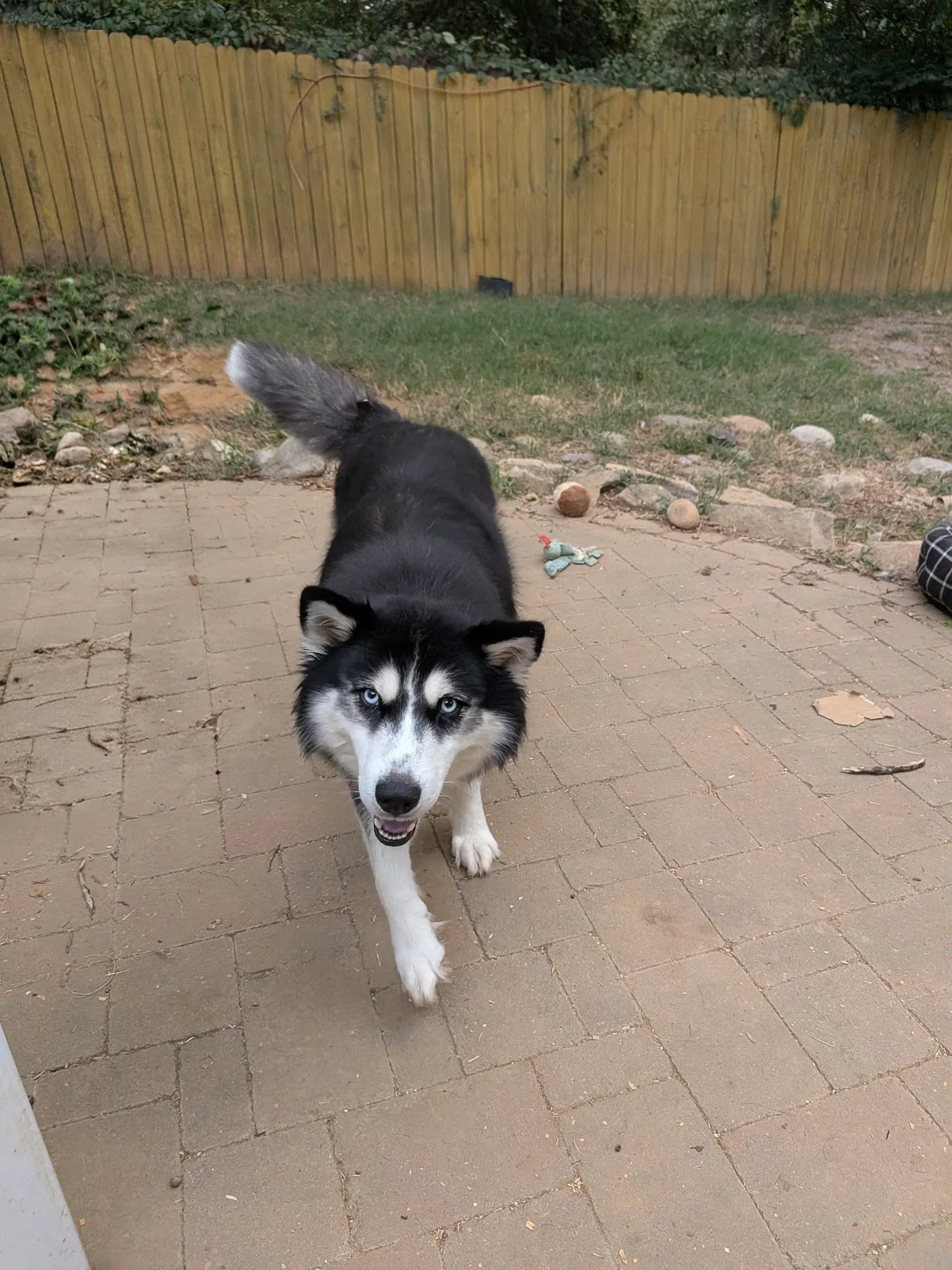 Sandra image 3
