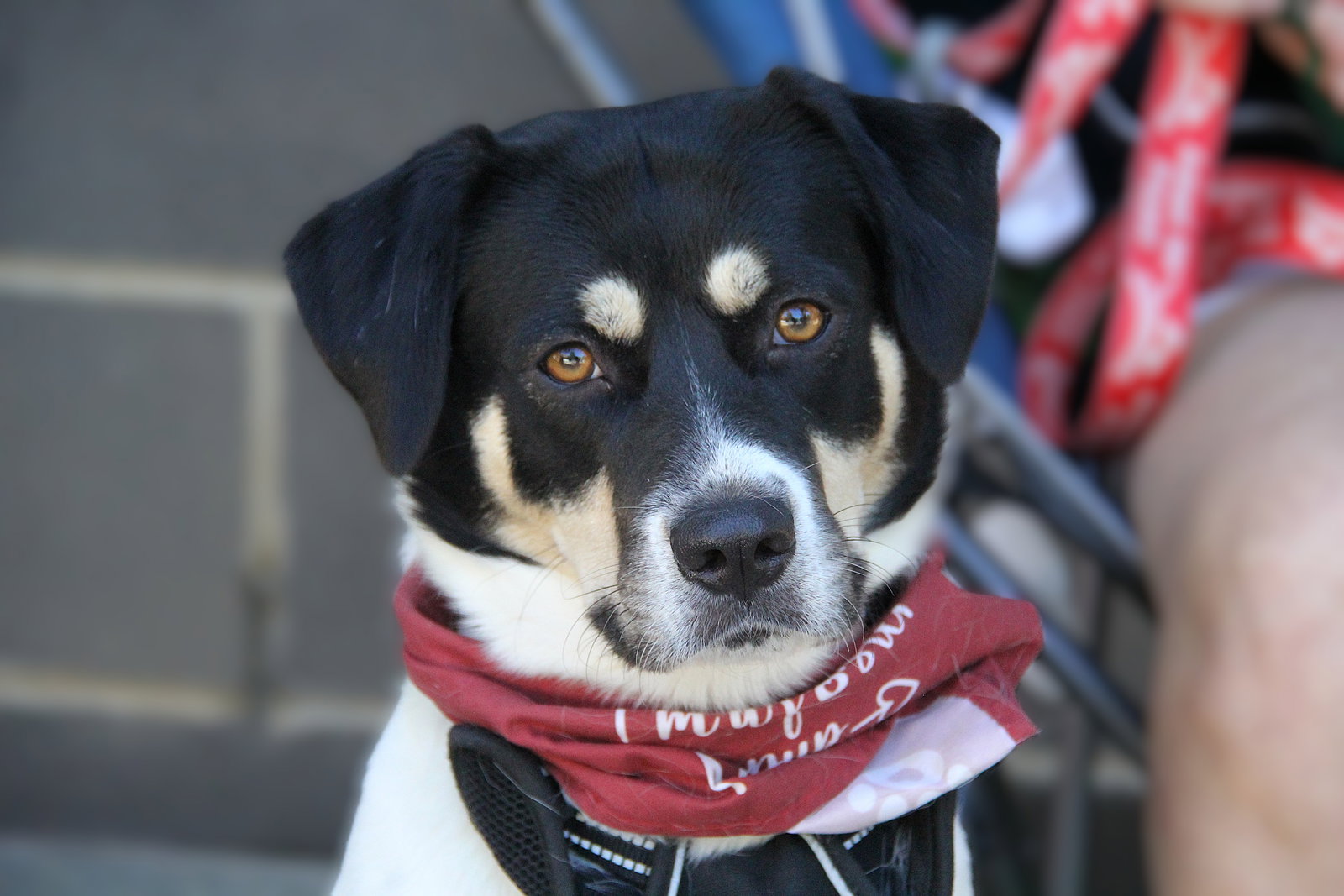 Orla, Border Collie