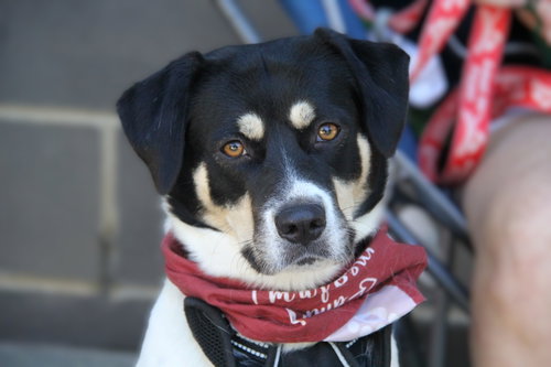 Orla, a dog for adoption from Greater Charlotte SPCA