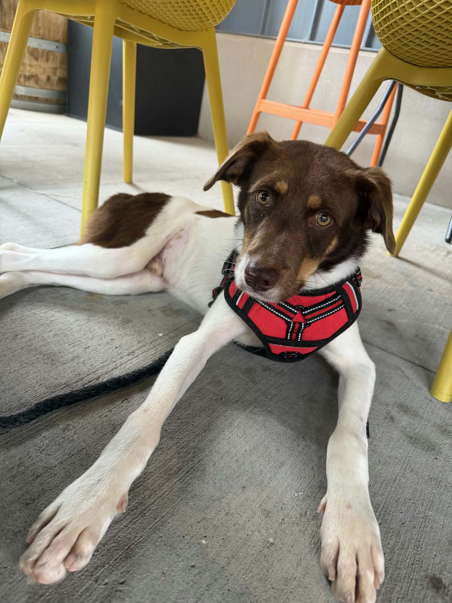 Obie image 2