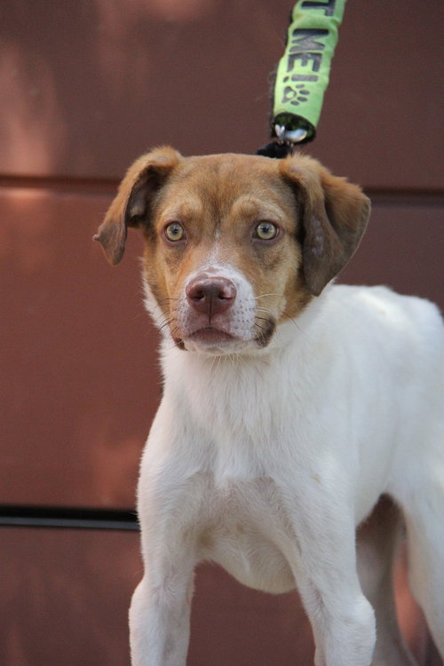 Oscar, a dog for adoption from Greater Charlotte SPCA