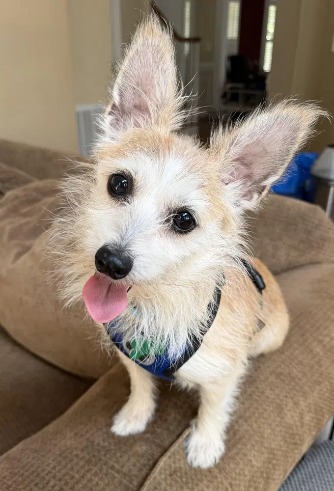 Maddox - Cairn Terrier