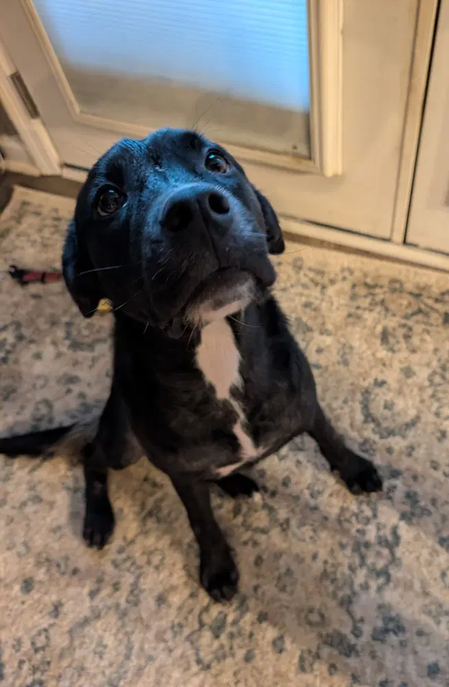 Wilbur - Labrador Retriever