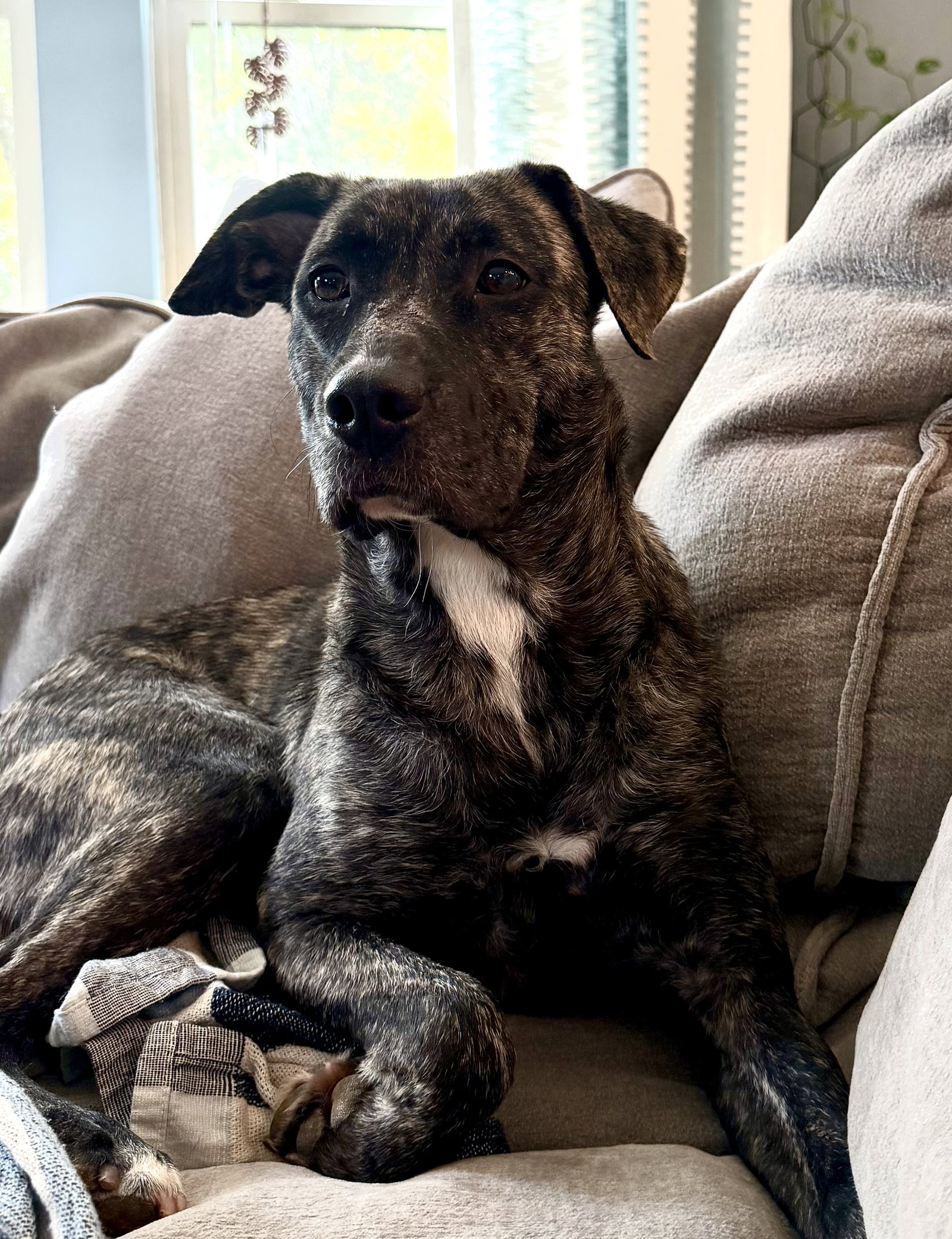 Olive, photo 5