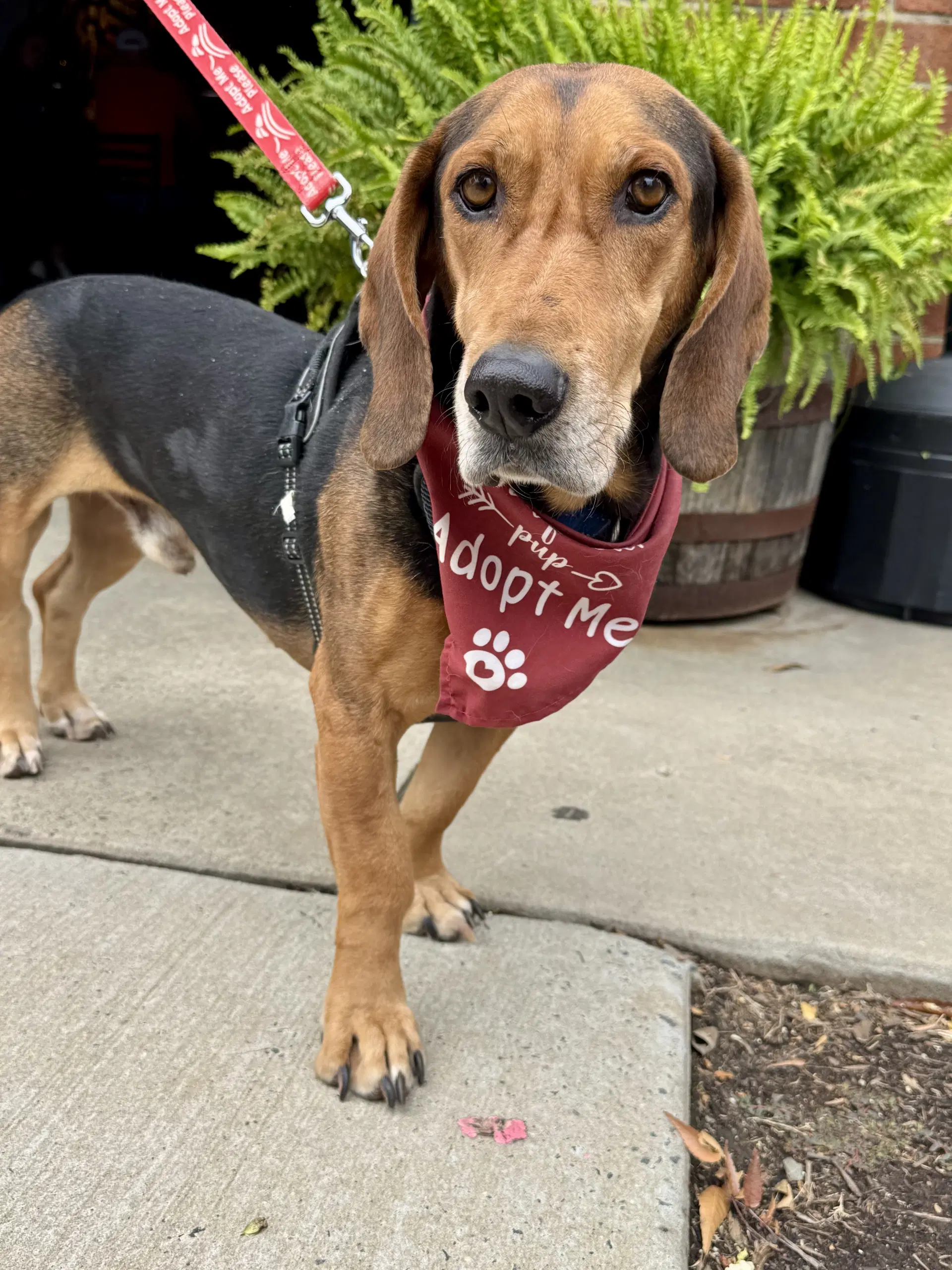 Oyster - Basset Hound
