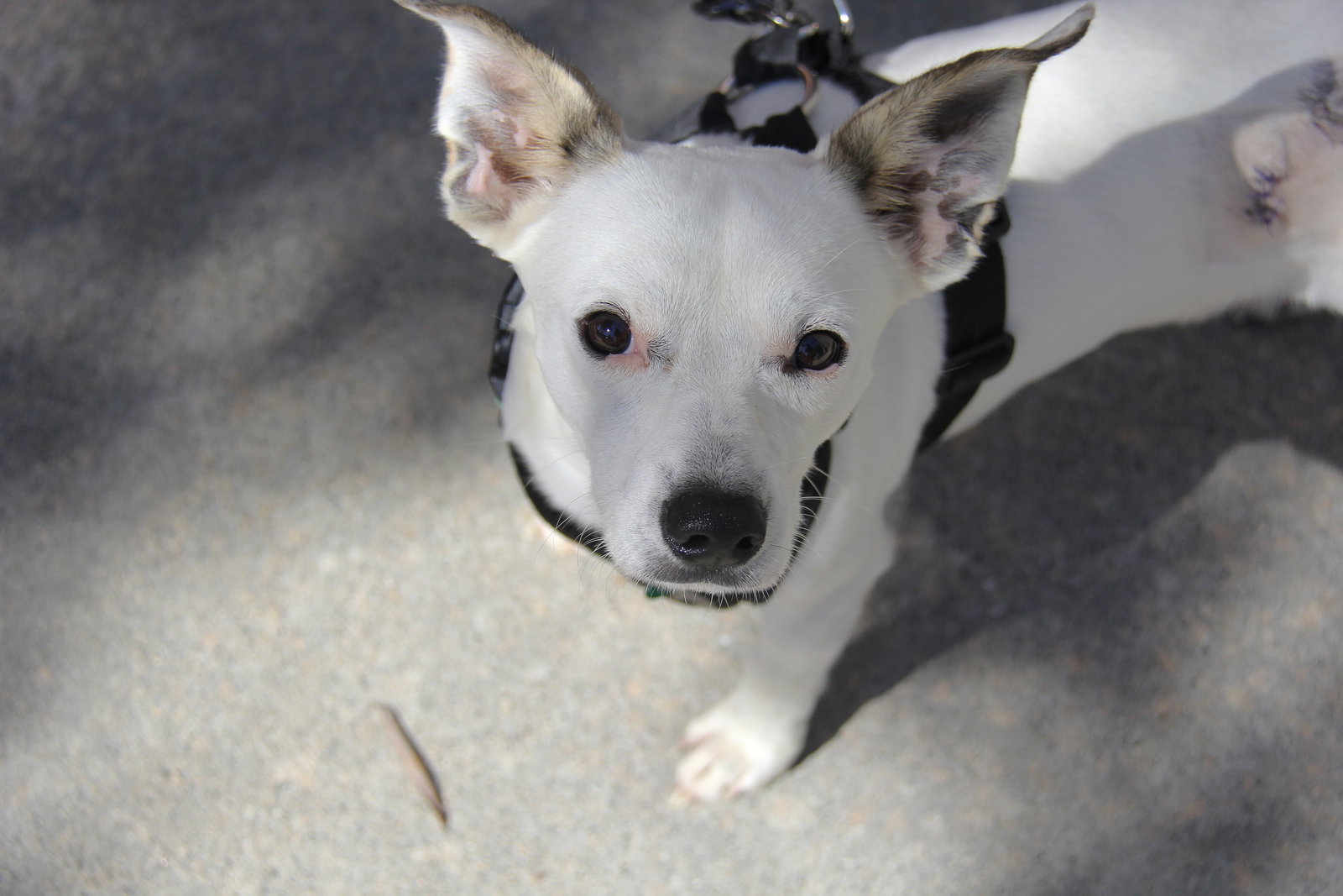 Bruce, photo 7