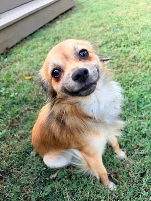 Tito