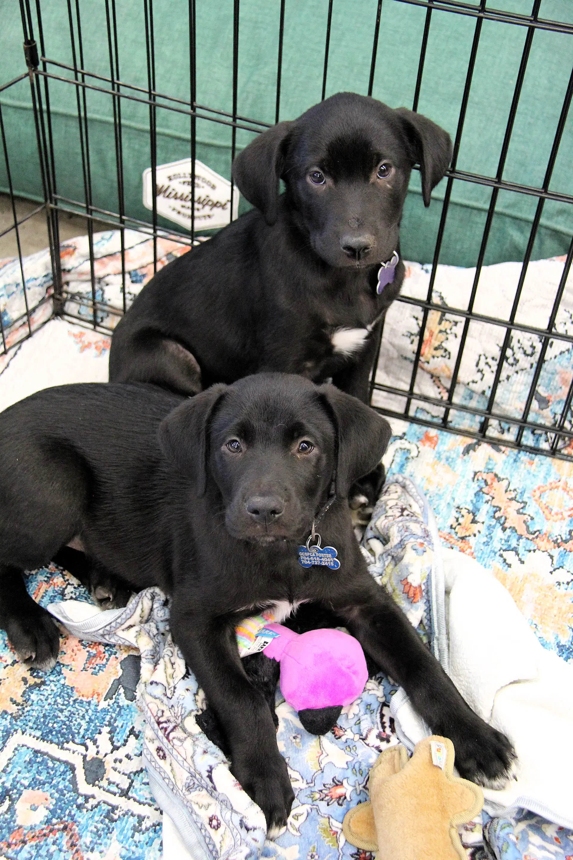 Clarke - Labrador Retriever