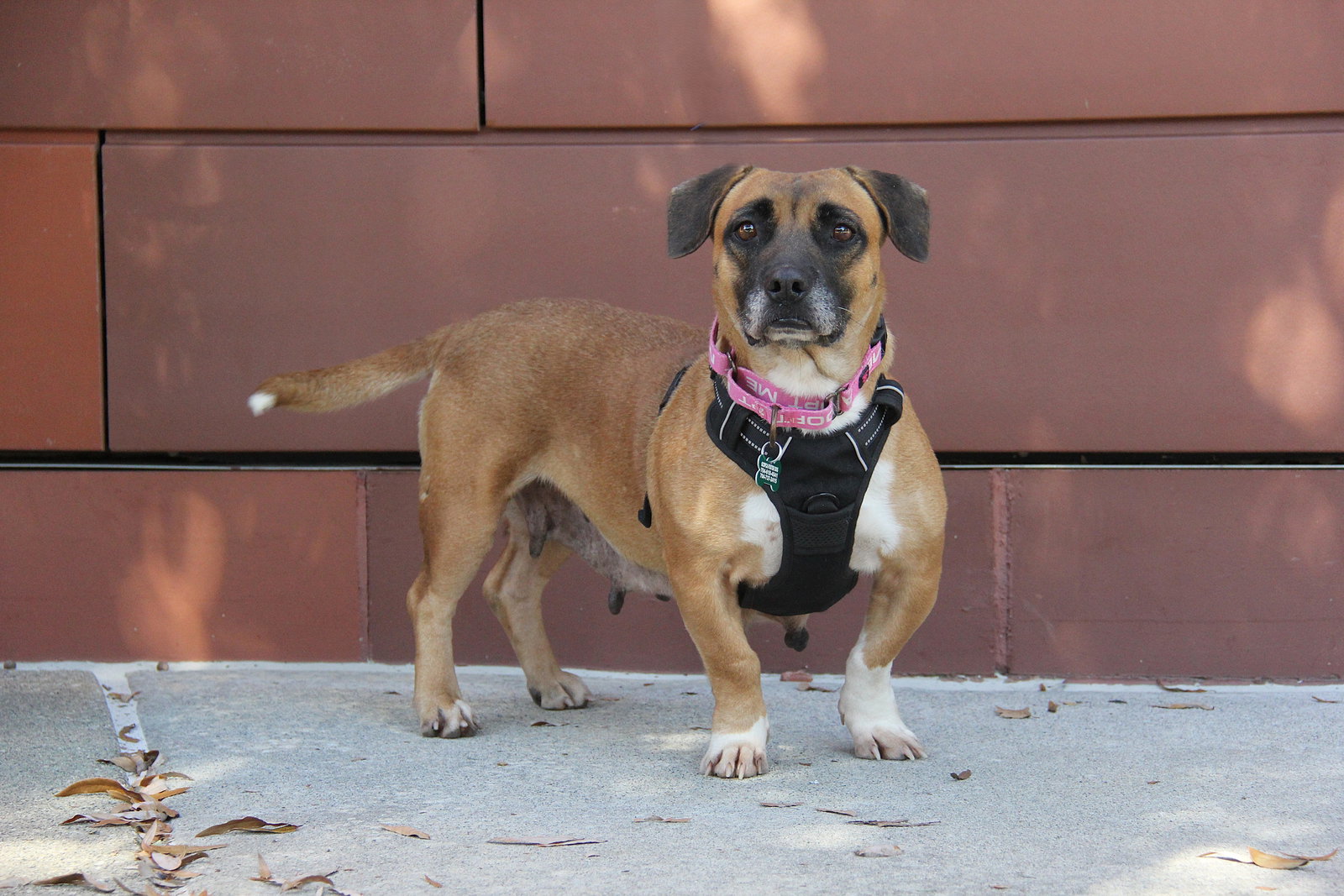 Pawley, photo 2