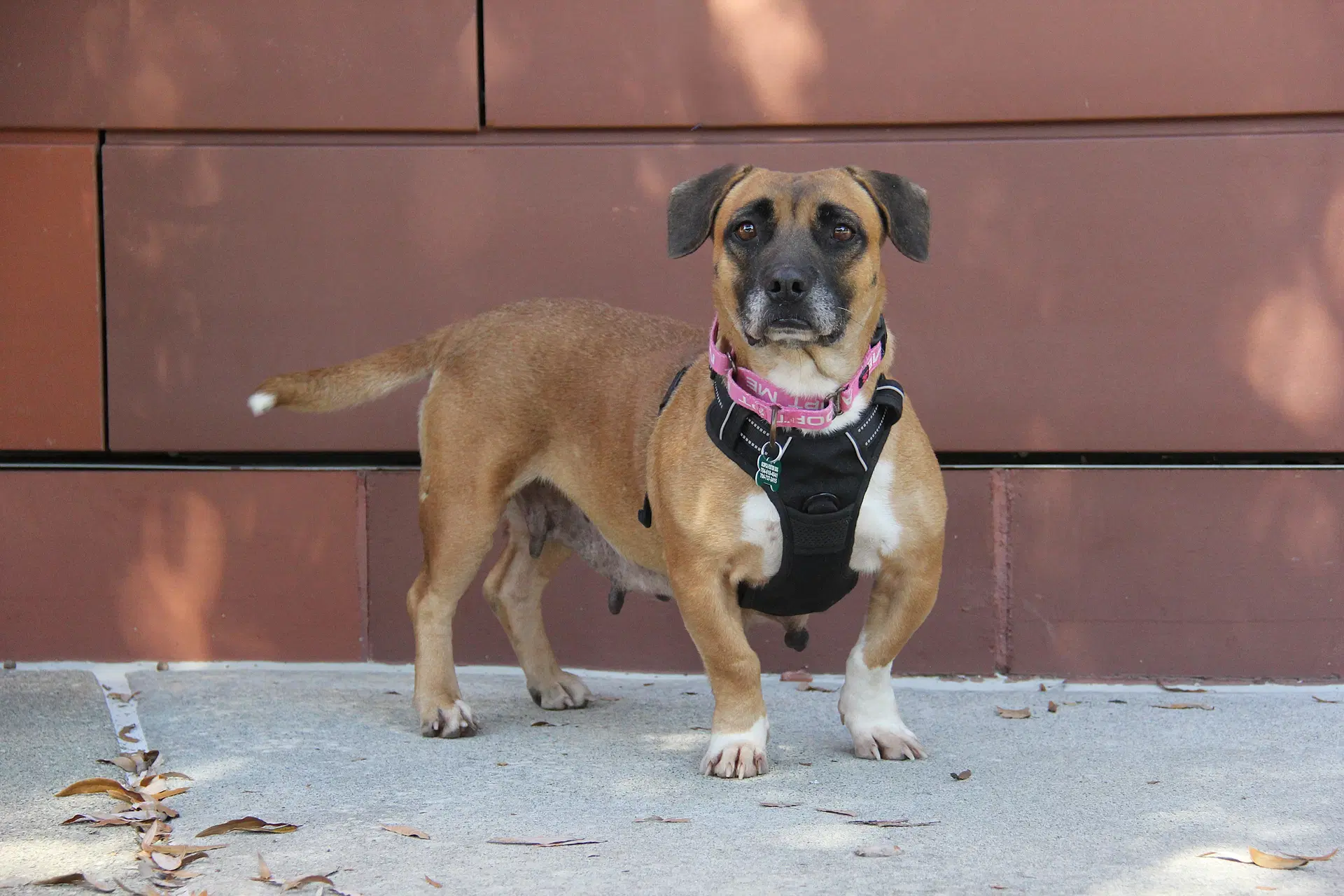 Pawley image 2
