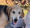 adoptable Dog in monterey, VA named Rosie