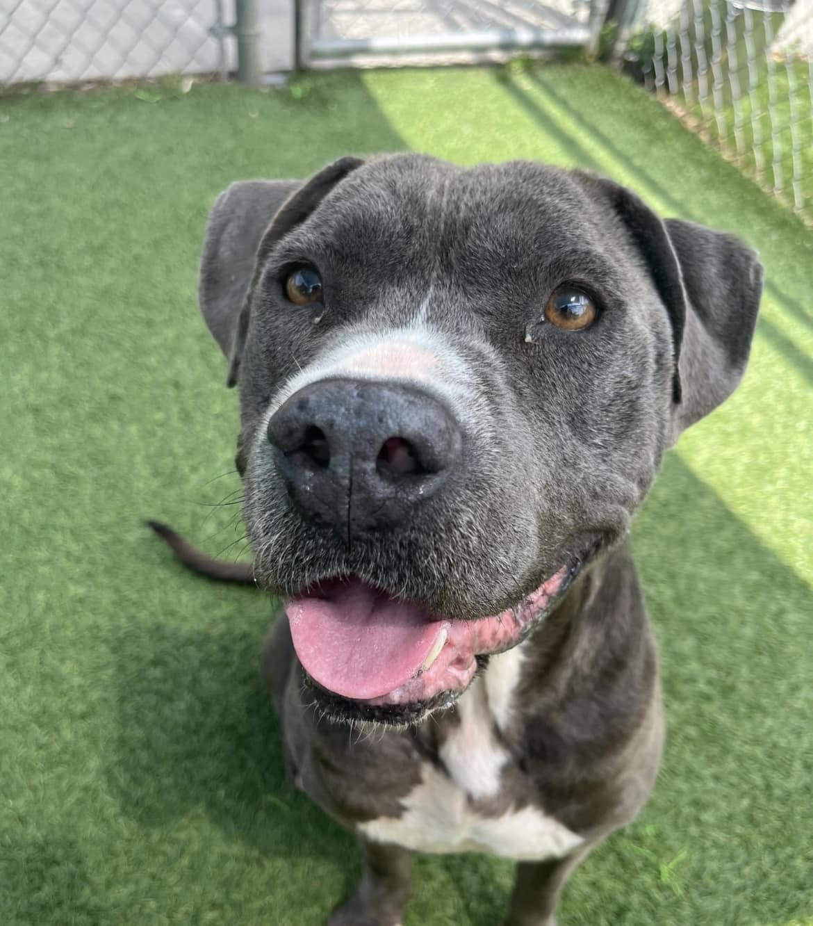 adoptable Dog in Monterey, VA named Rooney