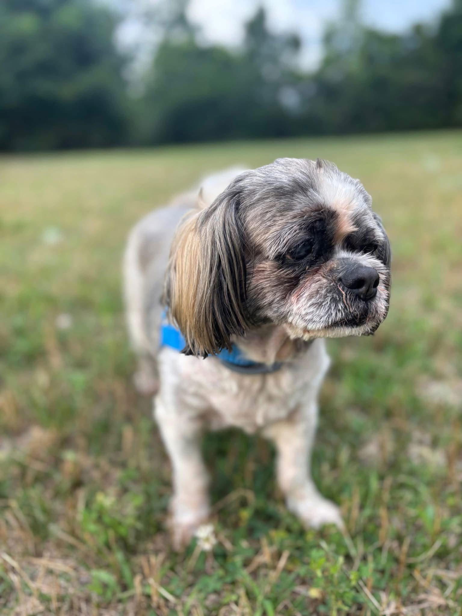 adoptable Dog in Christiansburg, VA named Penny