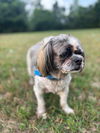 adoptable Dog in  named Penny