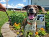 adoptable Dog in , VA named Iris