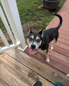 adoptable Dog in  named Harley