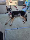 adoptable Dog in , VA named Harley