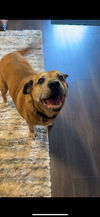 adoptable Dog in  named Kettle