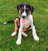 adoptable Dog in , VA named Vega