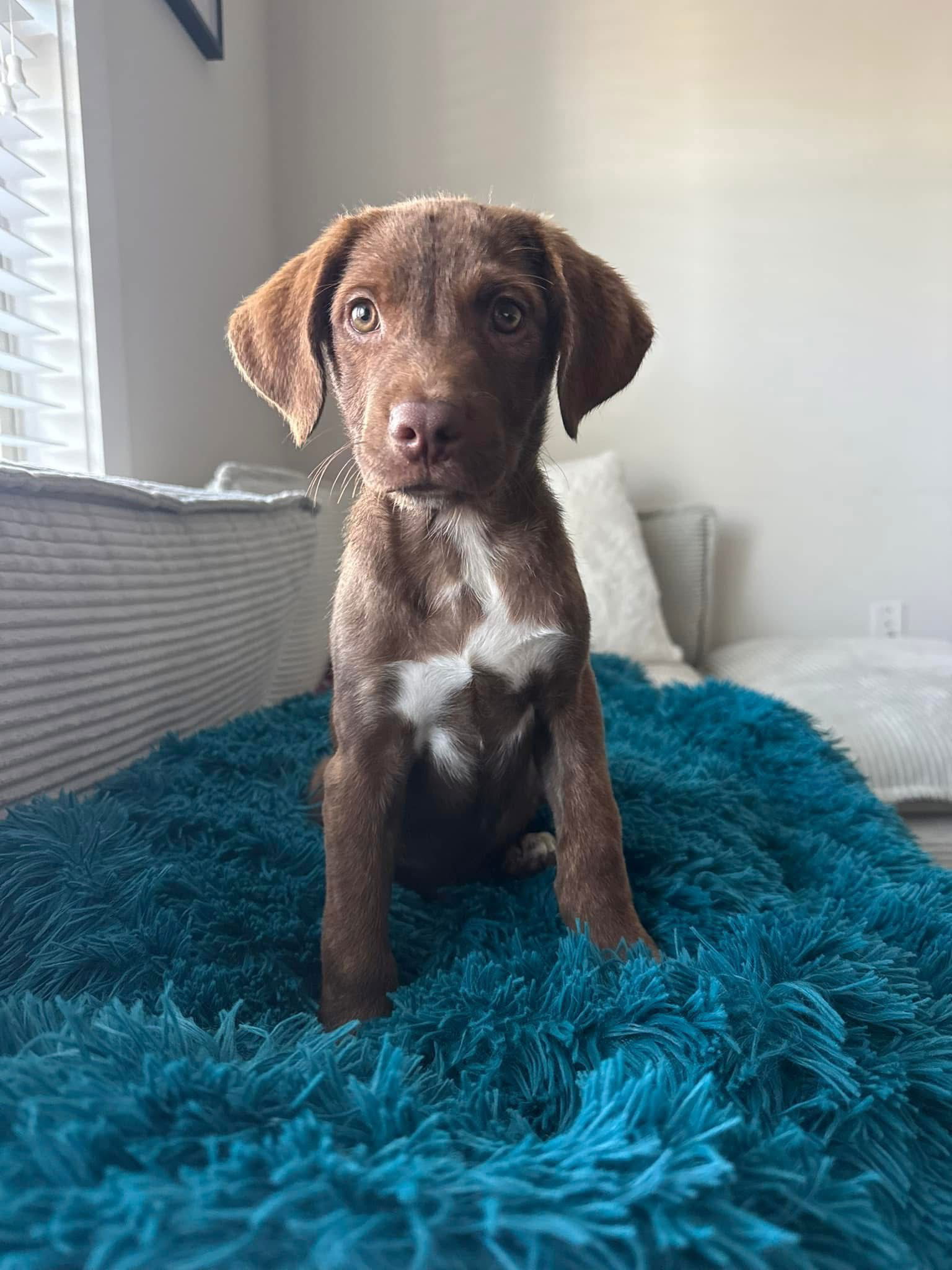 adoptable Dog in Christiansburg, VA named Valko