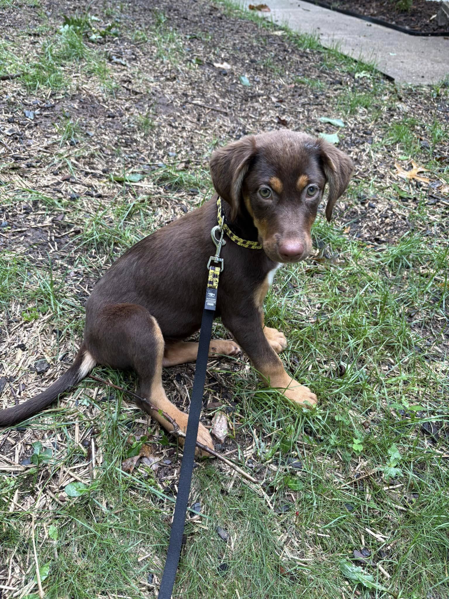 adoptable Dog in Christiansburg, VA named Vesper