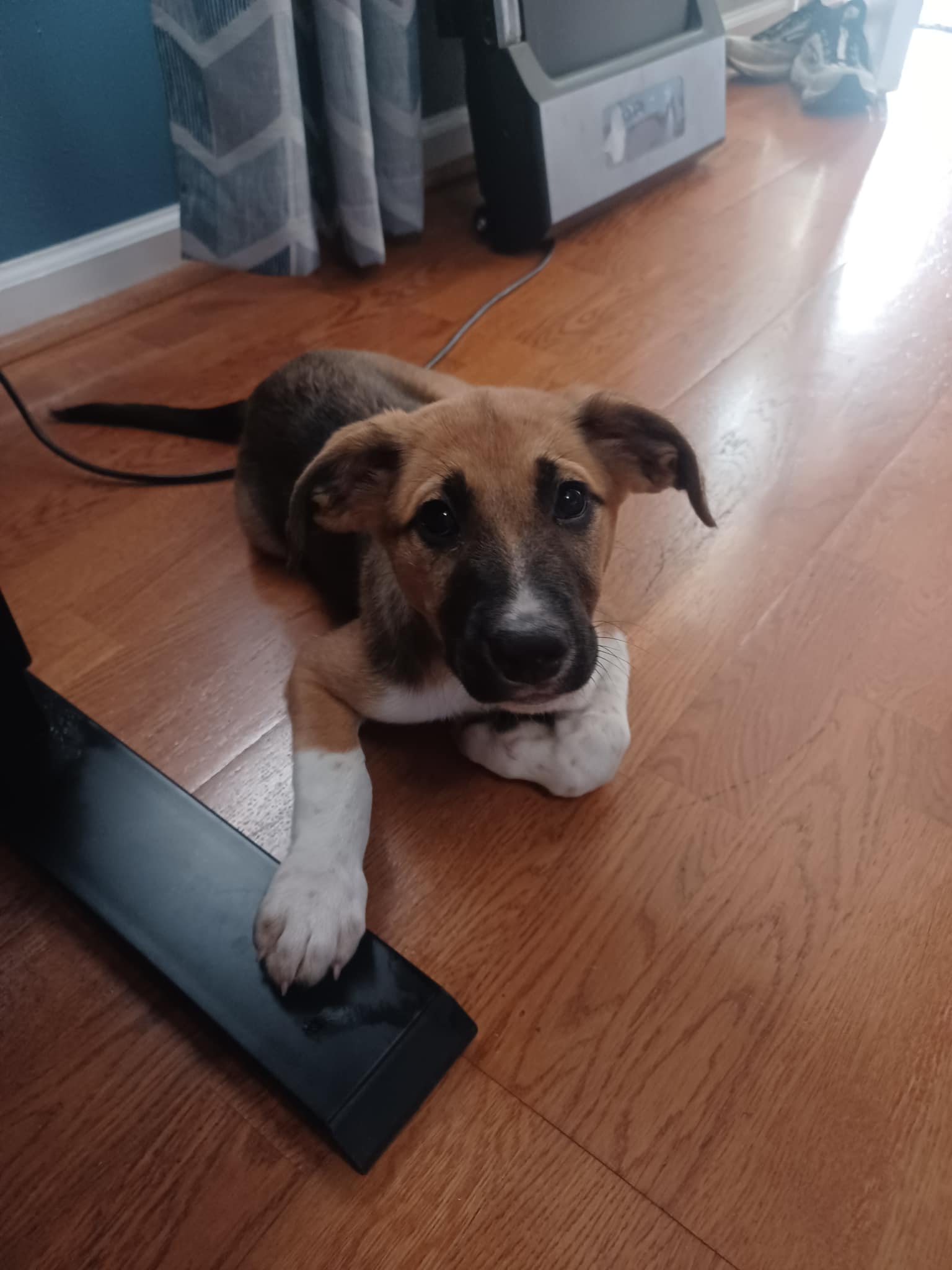 adoptable Dog in Christiansburg, VA named Vita
