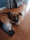 adoptable Dog in  named Vita