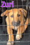 adoptable Dog in  named Zuri