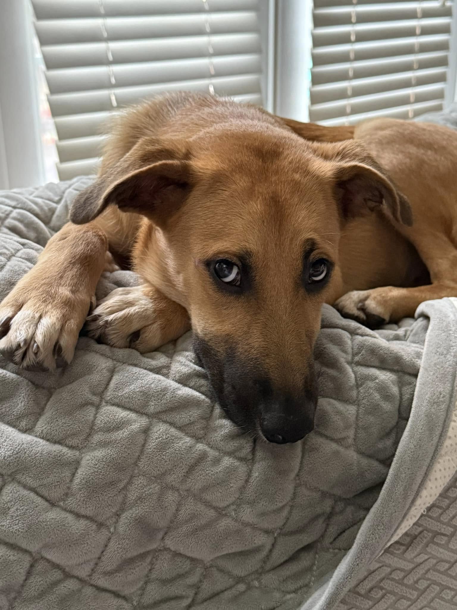 adoptable Dog in Christiansburg, VA named Zuri