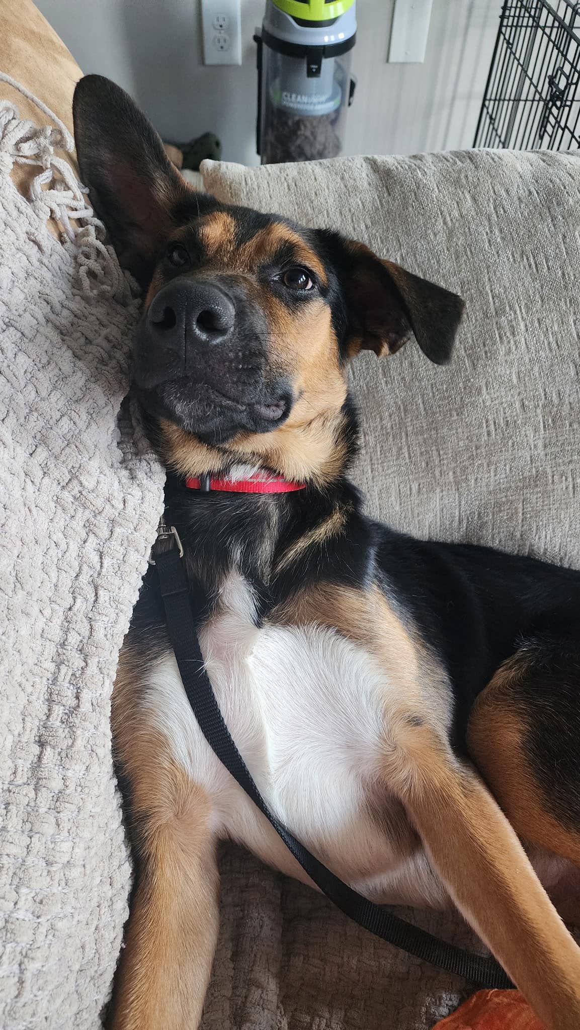 adoptable Dog in Christiansburg, VA named Zion