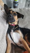 adoptable Dog in  named Zion