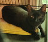 Asiza (Gianna) - Photo 1