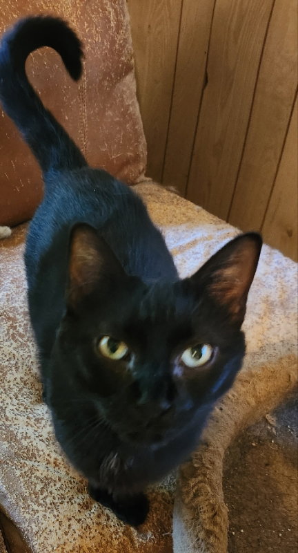 ASIZA (GIANNA) - Domestic Short Hair available for adoption