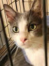 adoptable Cat in Pineville, LA named Georgia Hope (Gus)