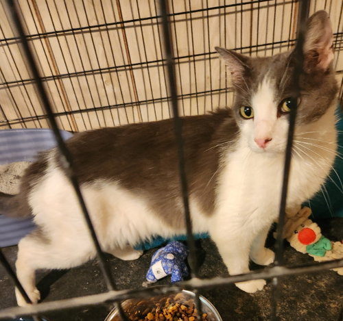 GEORGIA HOPE (GUS) - Domestic Short Hair available for adoption