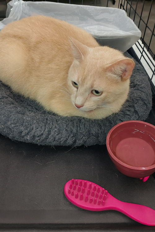 picture of the cat needing adoption